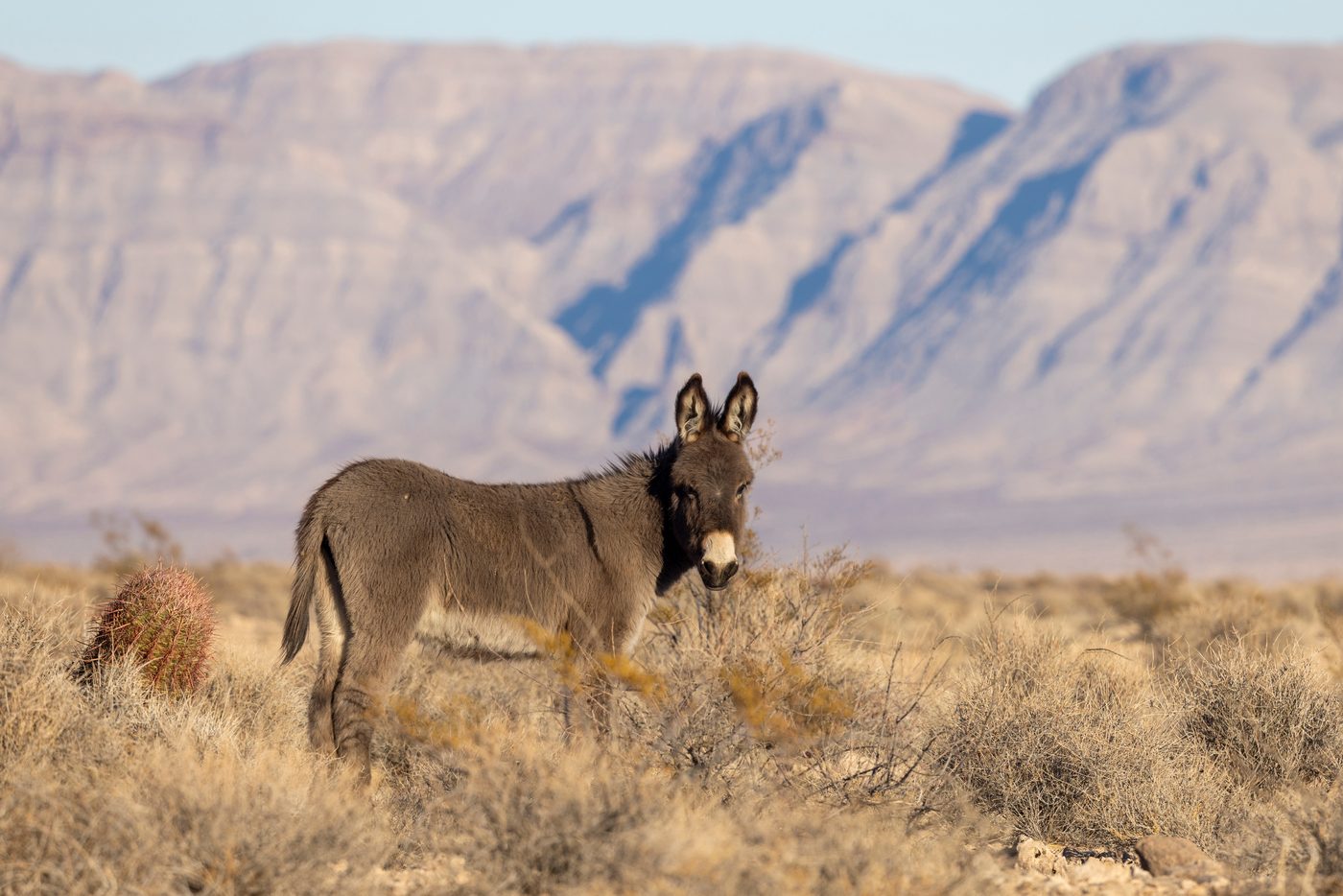 A wild burro standing in the sagebrush with desert mountains behind it near Beatty, Nevada